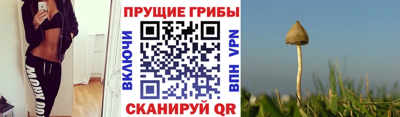 Псилоцибиновые грибы Magic Shrooms  наркошоп  Горно-Алтайск 